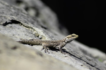 the lizard
