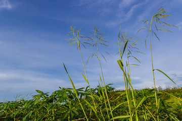 green field of cassava farm