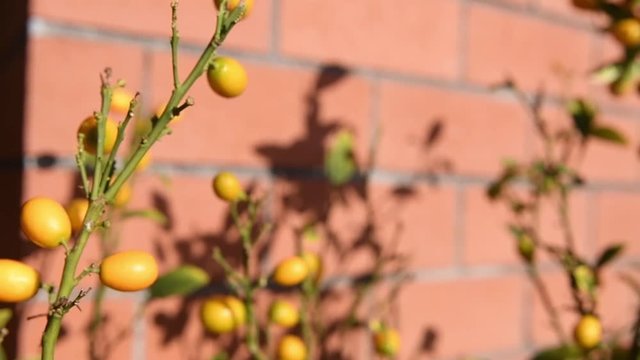 Slow motion tracking shot on kumquat plant ripe orange fruits on terrace garden close up 