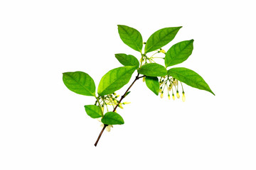 leaves isolated on white background and clipping path