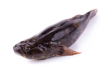 Fish Sleepy goby isolated on a white background