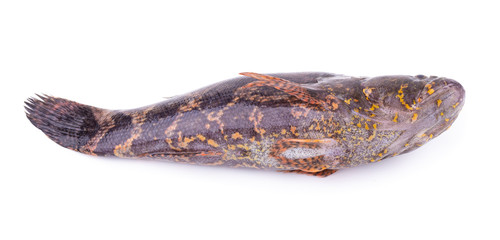 Fish Sleepy goby isolated on a white background