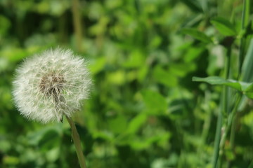 Dandelion