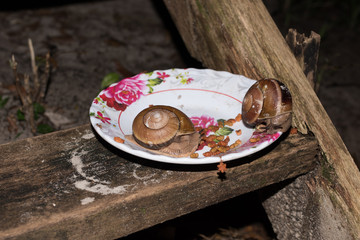 Snails eating dog food  from bowl at the night time. Cambodia, asia.