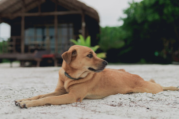 Golden hair island dog relaxing on white sand at the beach of Koh Rong Sanloem, Cambodia