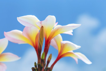 The flower bud and flower bloom of a tropical tree plumeria flower (Frangipani)