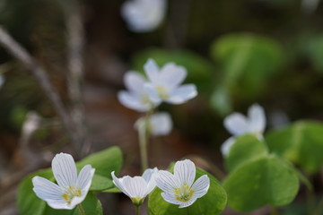 Frühlingsblumen im Wald