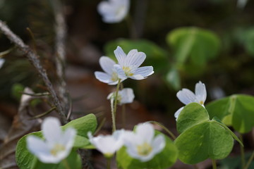 Frühlingsblumen im Wald