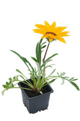 flowers in plastic pots over white