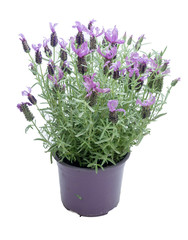 flowers in plastic pots over white