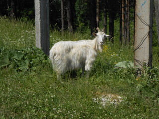 Naklejka na ściany i meble белый козел гуляет на лугу.