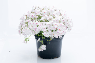 flowers in plastic pots over white