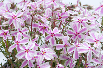 flowers in plastic pots over white