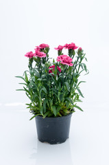 flowers in plastic pots over white