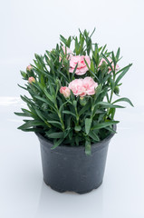 flowers in plastic pots over white