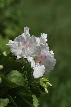 Beyaz rekli Canan çiçeği , Regal geranium .