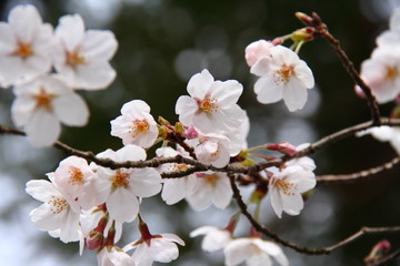 桜60