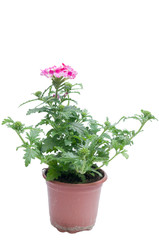 flowers in plastic pots over white