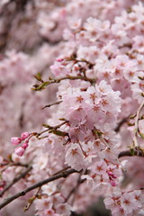 Fototapeta premium 桜62