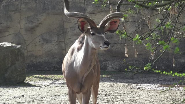 Beautiful antilope with big horns