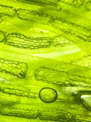 zoom micro organism algae cell