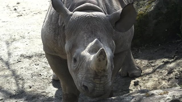 Rhinoceros (Diceros bicornis) with large horns