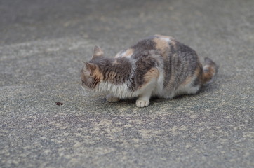 匍匐前進する三毛猫