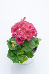 flowers in plastic pots over white