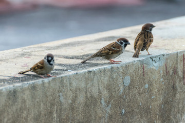 Bird (Eurasian tree sparrow) in a nature wild