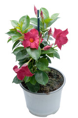 flowers in plastic pots over white