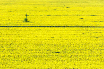 Flowering rapeseed field in spring time