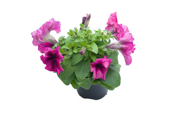 flowers in plastic pots over white