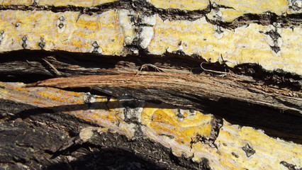 Beautiful abstract wood background.
