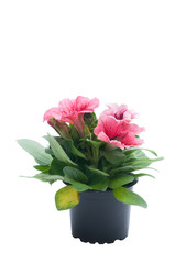 flowers in plastic pots over white