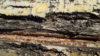 Beautiful abstract wood background.