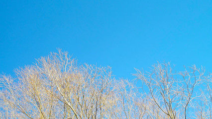 Beautiful trees in spring on blue sky background.