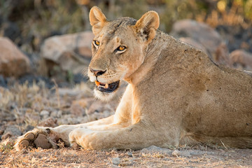 Porträt einer Löwin  im goldenen Licht der Nachmittagssonne