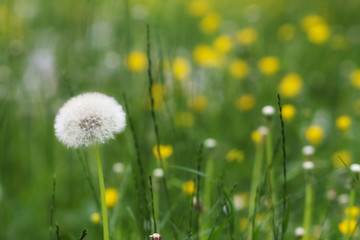 selective focus on white dandelion in a field in springtime