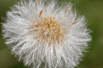 Dry dandelion with blured green background, macro photo