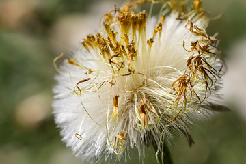 Dry dandelion with blured background, close up photo