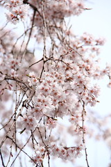 桜66