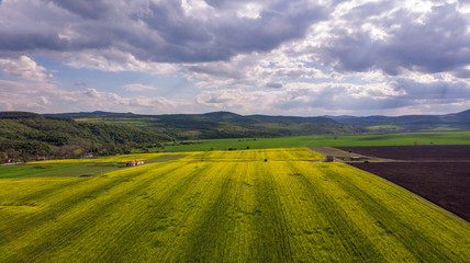 Obraz premium Aerial view of rapeseed field