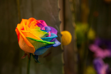 Fototapeta na wymiar Rose with rainbow petals of different colors texture and background