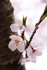 桜71