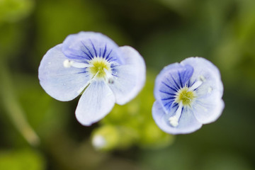 Veronica chamaedrys - The blue blossoms broke the creepers.