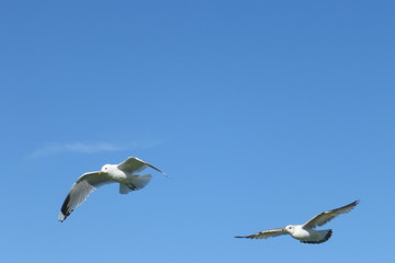 Möwe im Flug am blauen Himmel vor blauem Hintergrund am Meer