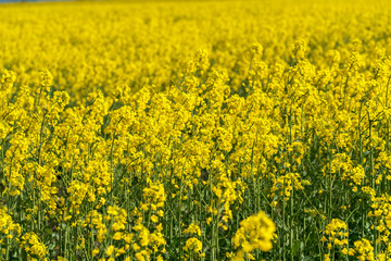 Yellow rape field.
