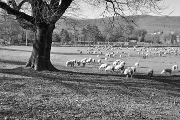 Gregge, pecore su prato invernale di centro equestre con alberi e boschi sullo sfondo. Pratoni del Vivaro, Castelli Romani, Lazio, Italia. Bianco e nero