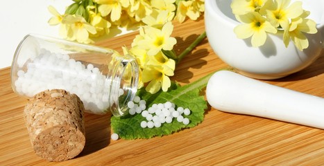 Schlüsselblume, Heilpflanze, Homöopathie