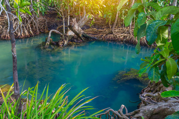 Amazing crystal clear emerald canal with mangrove forest , Krabi province, Thailand